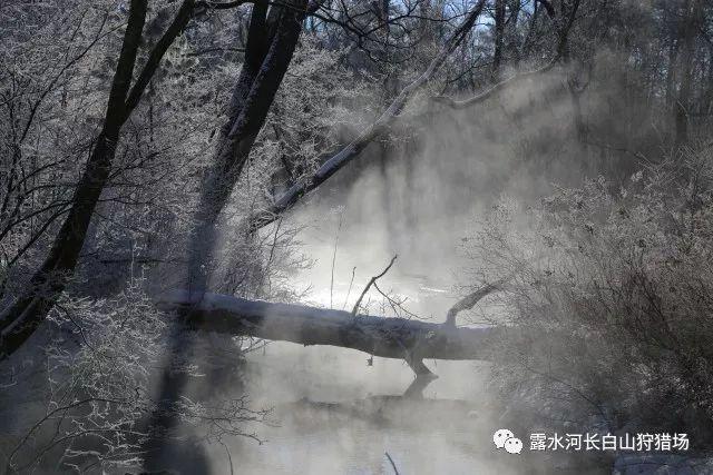 逃离壳牌岛